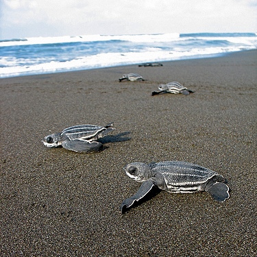 Национальный парк Черепахи